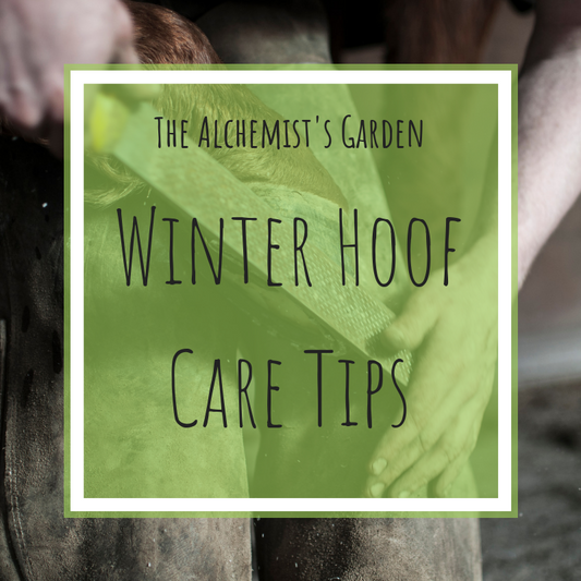 Essential Winter Hoof Care Tips!